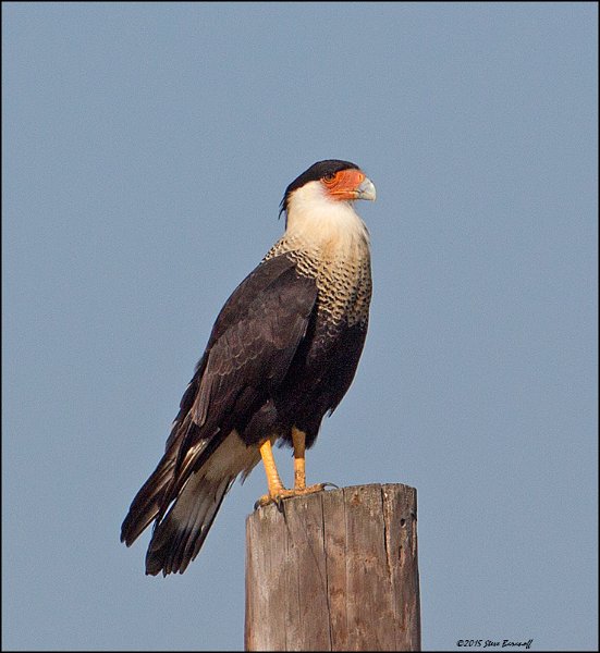 _5SB9363 crested caracara.jpg